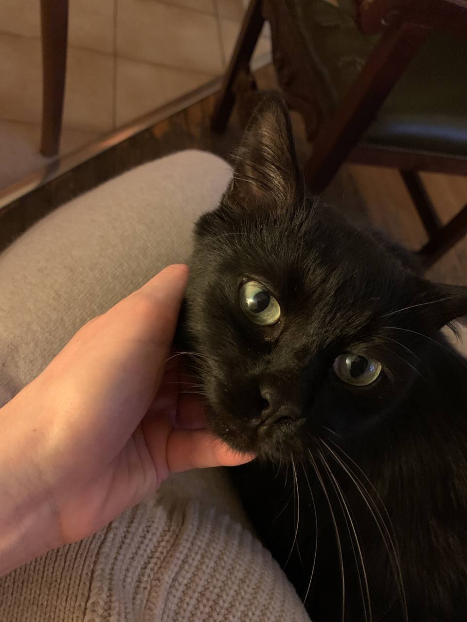 Котик Томас ищет новый дом