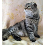 Надоевшая игрушка, шотландская кошечка Луша ищет дом