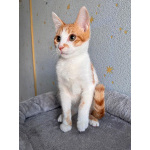 Тоша, маленький персиковый котенок, который ждёт своего человека