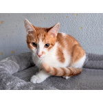 Тоша, маленький персиковый котенок, который ждёт своего человека