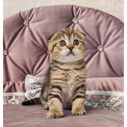 Шотландские вислоухие котята