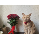 Пропал рыжий кот