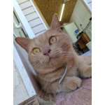 Пропал рыжий кот