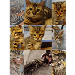 Продаю котят Бенгалов