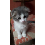 Вислоухие шотландские котята, 2 недели отроду
