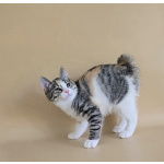 Котята Курильского бобтейла