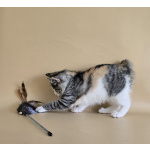 Котята Курильского бобтейла