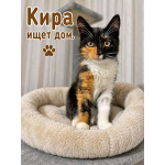 Трогательные и нежные котята Мурочка и Кира в добрые руки