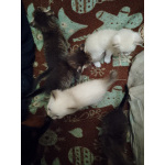 Котята от Шотландской вислоухой кошки
