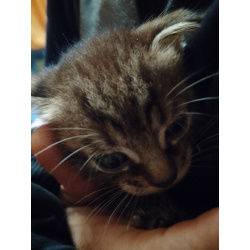 Котята от Шотландской вислоухой кошки