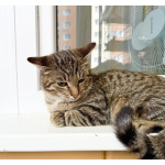 Любопытный котёнок Носик ищет дом и добрые руки