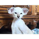 Инопланетные котята