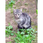 Очень нужен дом для двух котят,замерзающих на дачах
