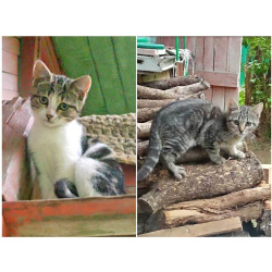 Очень нужен дом для двух котят,замерзающих на дачах