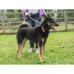 Дружелюбный красавчик Лимончик ищет дом и любимую семью
