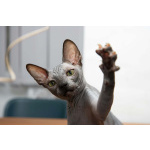 Котята сфинкса
