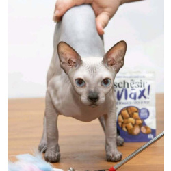 Котята сфинкса