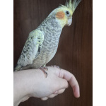 Корелла со всем