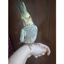 Корелла со всем