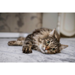 Воспитанный и нежный котик Дон Пирожон в дар