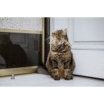 Воспитанный и нежный котик Дон Пирожон в дар