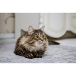 Воспитанный и нежный котик Дон Пирожон в дар