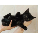 Ищет дом котеночек Ночка.