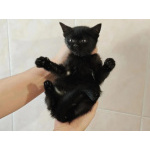 Ищет дом котеночек Ночка.