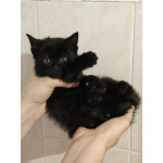 Ищет дом котеночек Ночка.