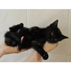 Ищет дом котеночек Ночка.