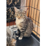 Котенок Зайка с белыми лапками ищет дом