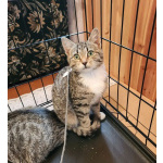 Котенок Зайка с белыми лапками ищет дом