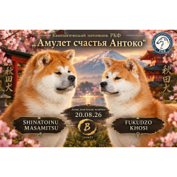 АКИТА ИНУ щенки