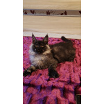 Котенок Мейн Кун полидак