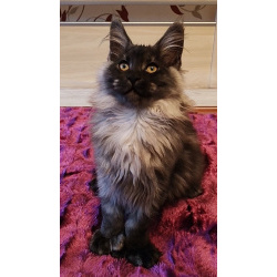 Котенок Мейн Кун полидак