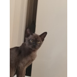 Бурманские котята