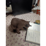 Бурманские котята