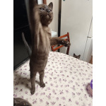 Бурманские котята