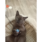 Бурманские котята