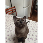 Бурманские котята