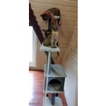 Бурманские котята