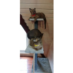 Бурманские котята