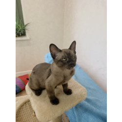 Бурманские котята