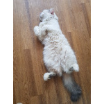 Домашний уютный котик Кузя в добрые руки
