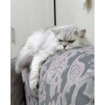 Ася ищет дом, в котором её снова будут любить
