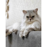 Ася ищет дом, в котором её снова будут любить