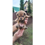 Щенки