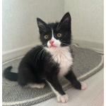 Маленький чёрно-белый котёнок в добрые руки