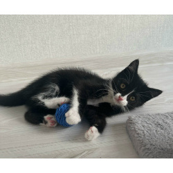 Маленький чёрно-белый котёнок в добрые руки