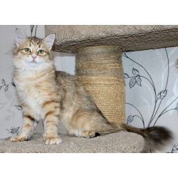 Сибирские котята